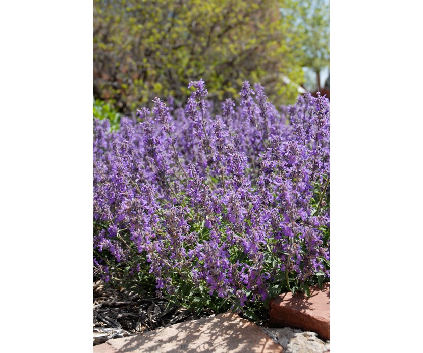 Little Trudy Catmint